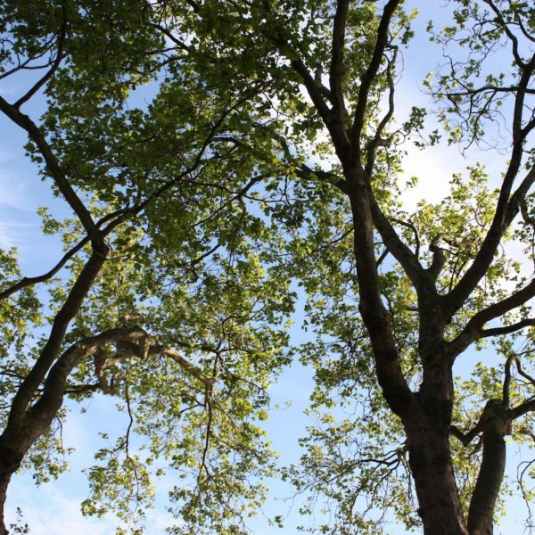 Vegetation Management in Full Swing // May 2026 CEO Column