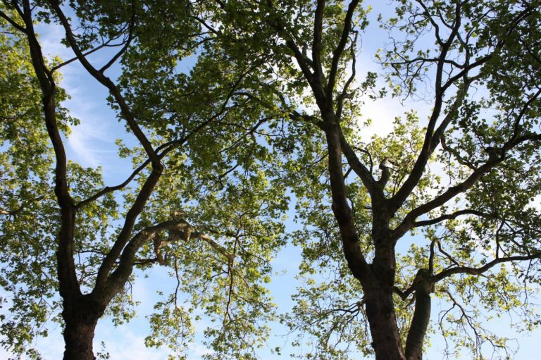 Vegetation Management in Full Swing // May 2026 CEO Column
