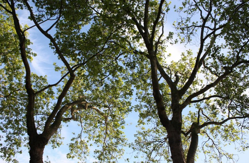 Vegetation Management in Full Swing // May 2026 CEO Column